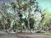 Jacarandas  1990